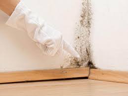 Zionsville, IN Mold Remediation Company